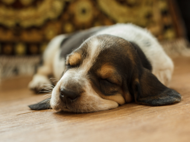 Basset Hound Puppy Fell Asleep On The Floor Wallpaper And Image