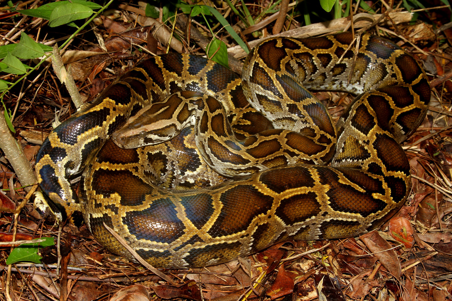Similar Design South Florida Snakes Image Wallpaper