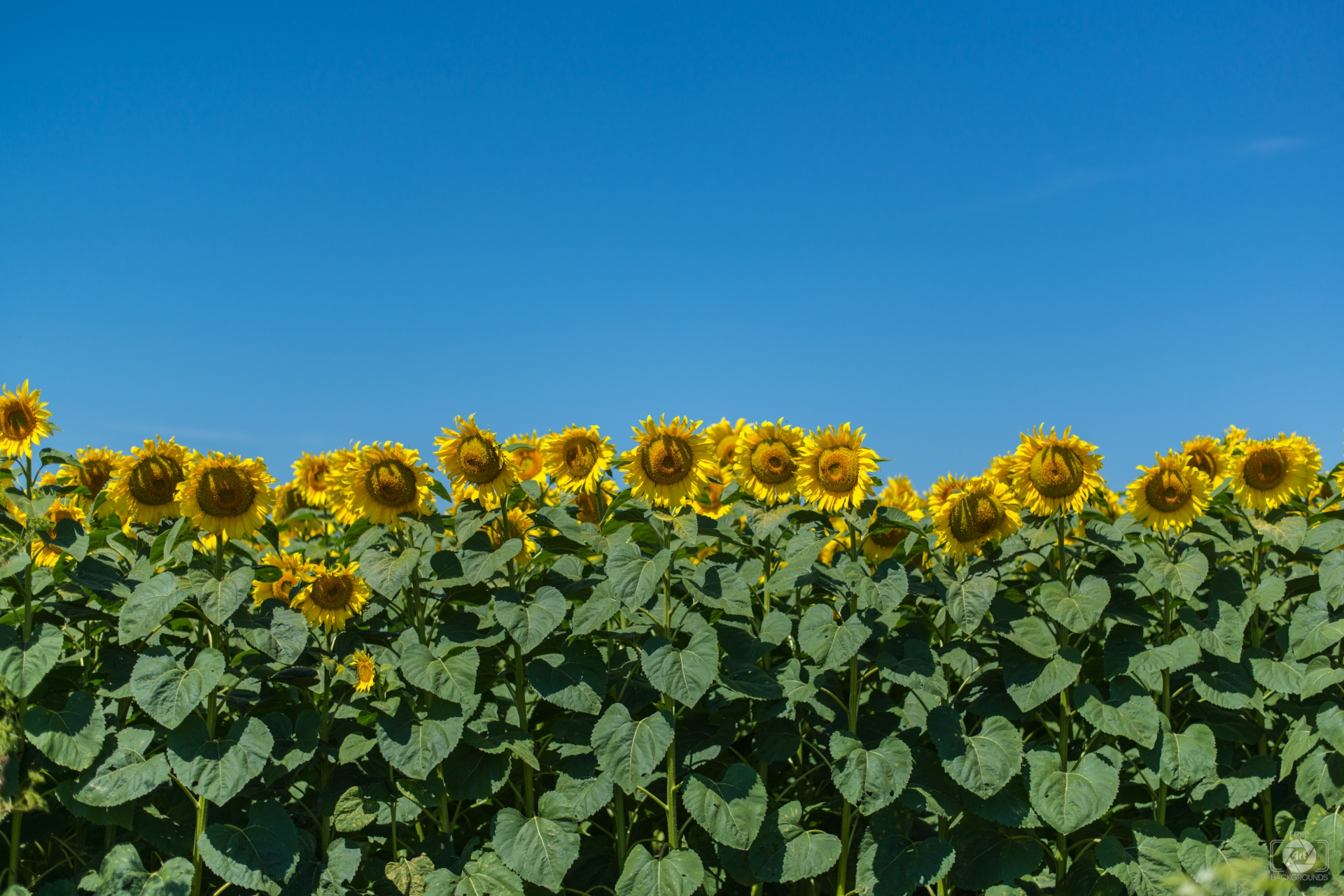 Sunflowers Background High Quality Background