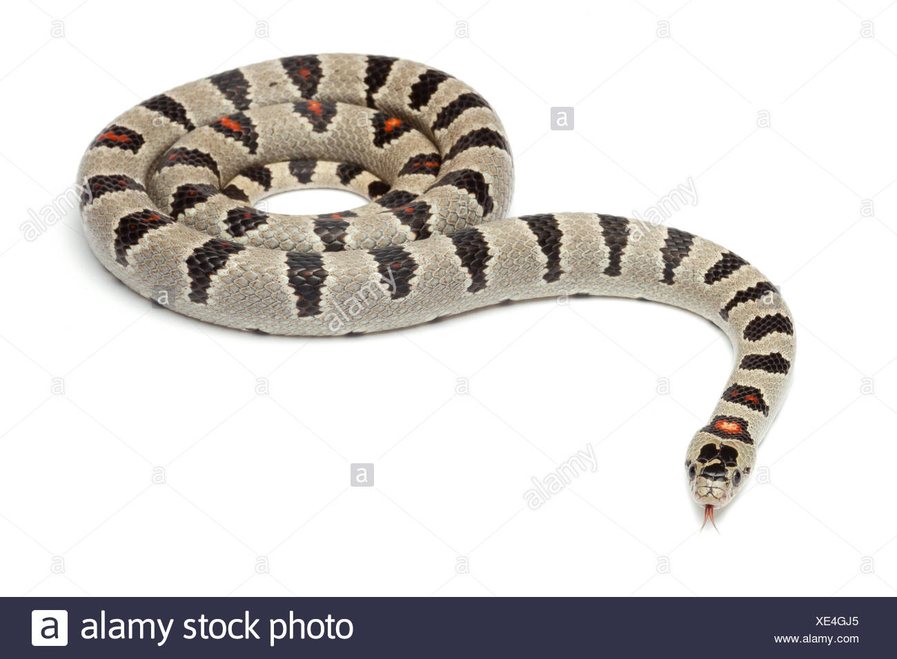 Durango King Snake On White Background Stock Photo