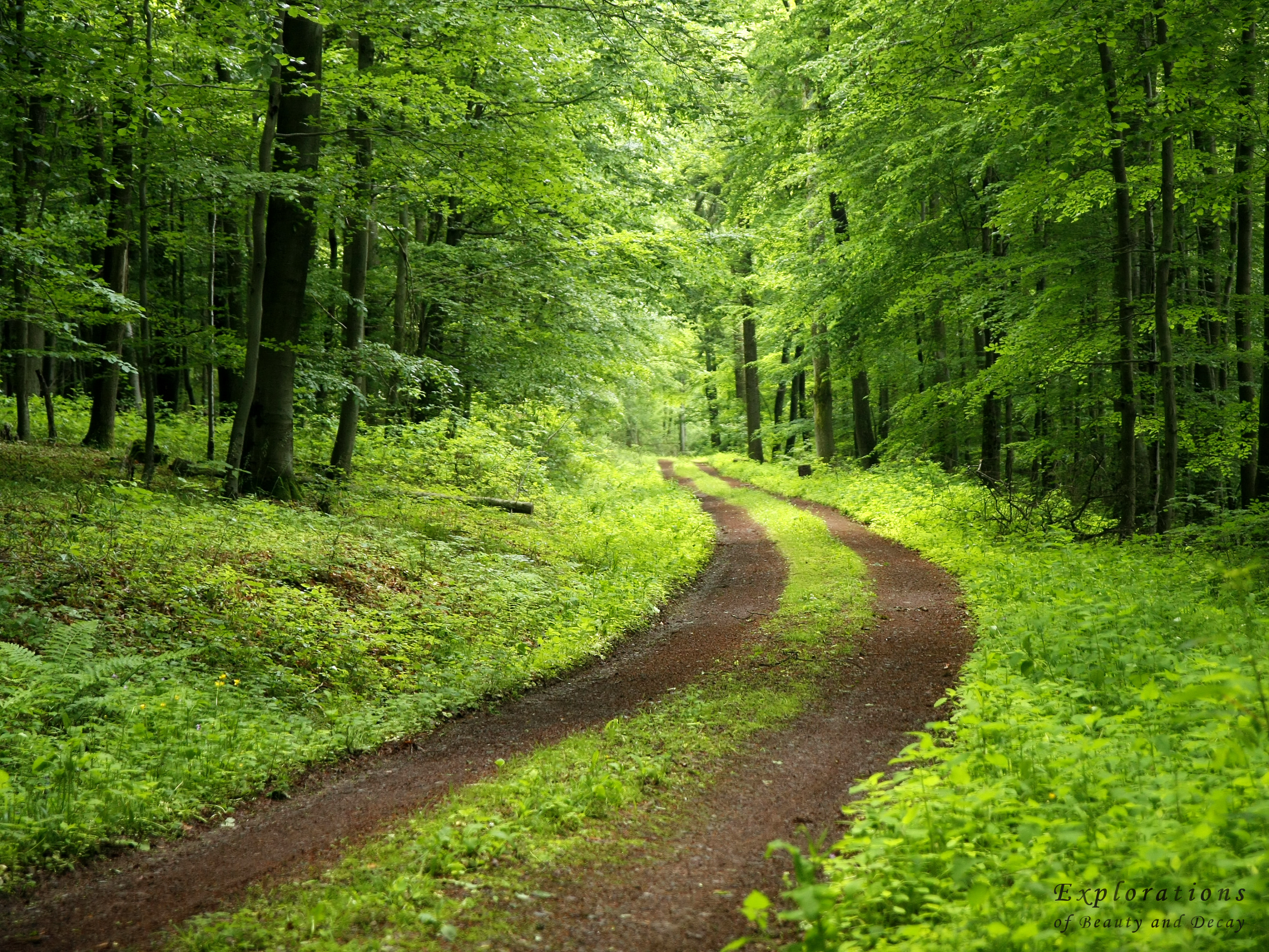 Dark Green Forest Background Image Pictures Becuo
