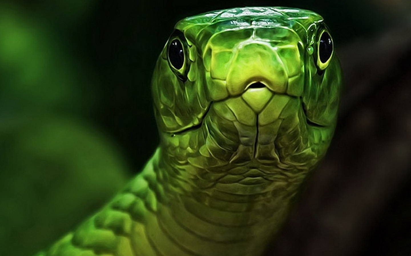Anaconda Snake High Resolution Best Size HD Wallpaper