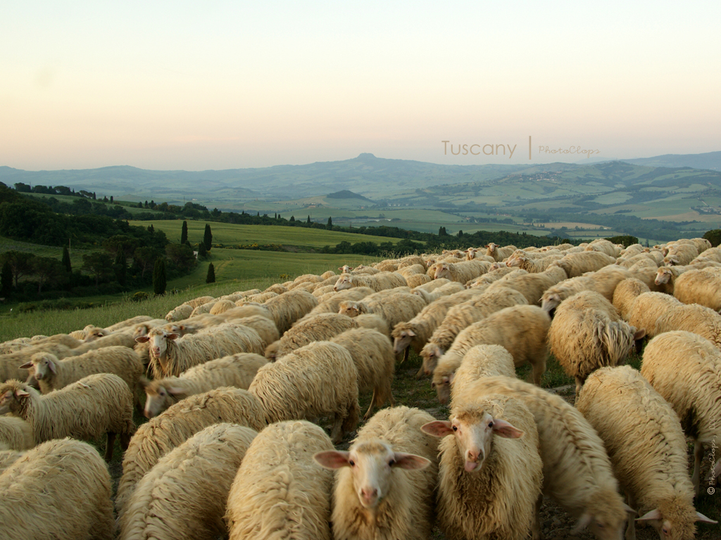 Sheep Flock Desktop Wallpaper Photoclops On The Web