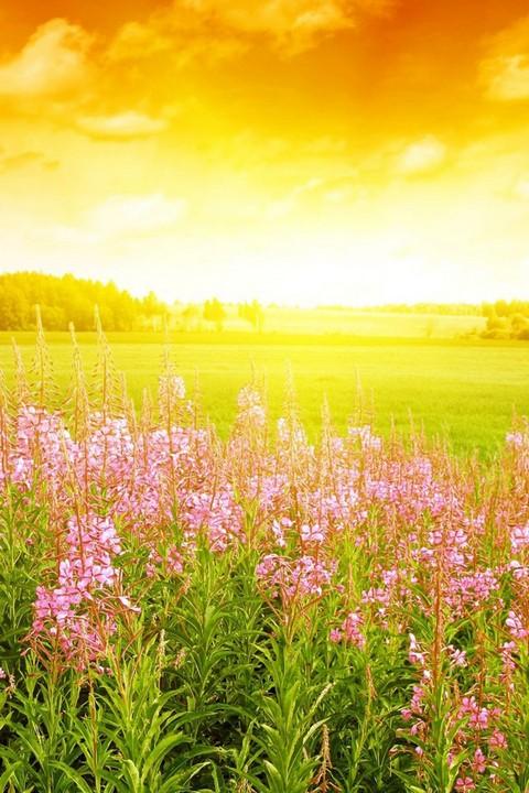Most Beautiful Background Of Spring Your Favorite Wallpaper