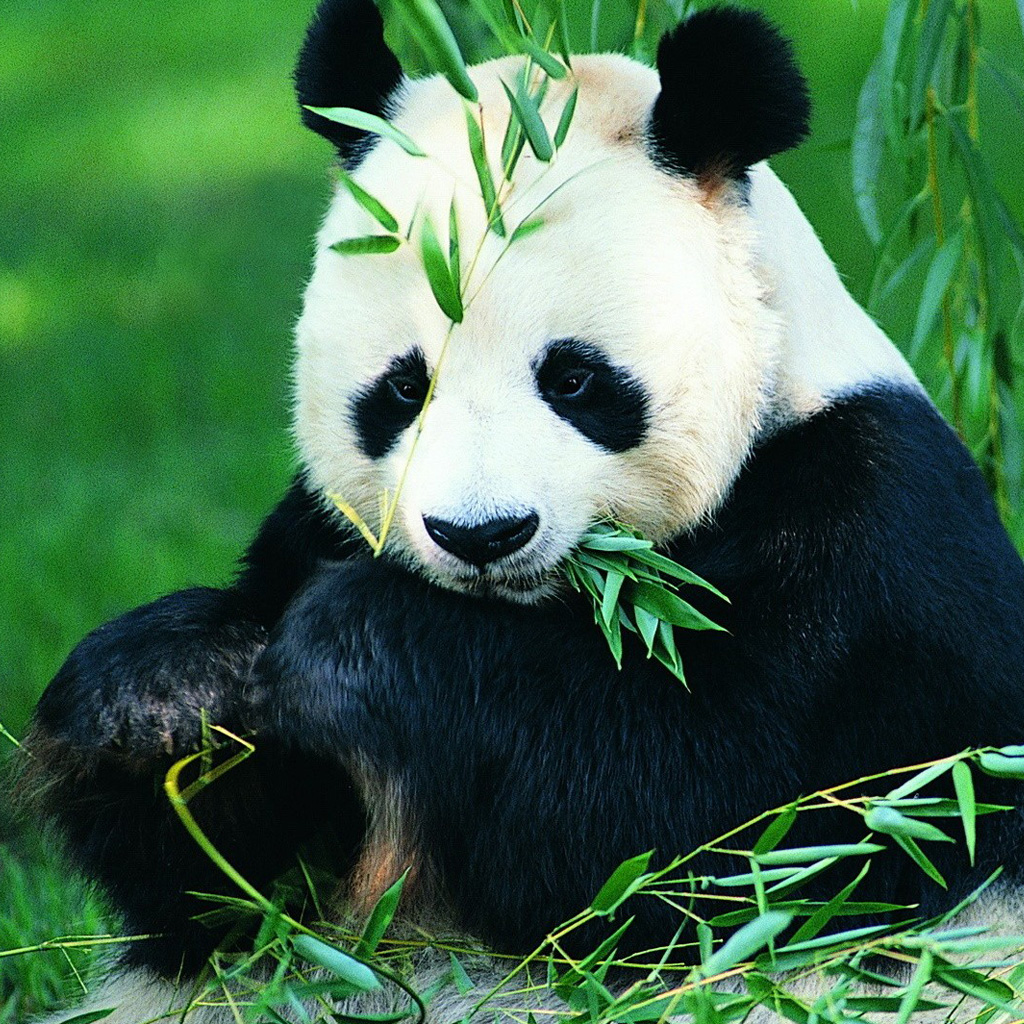iPad Wallpaper China Panda Animal Mini