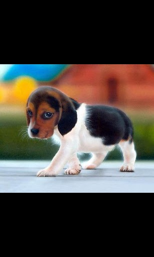 Bigger Beagle Puppy Live Wallpaper For Android Screenshot