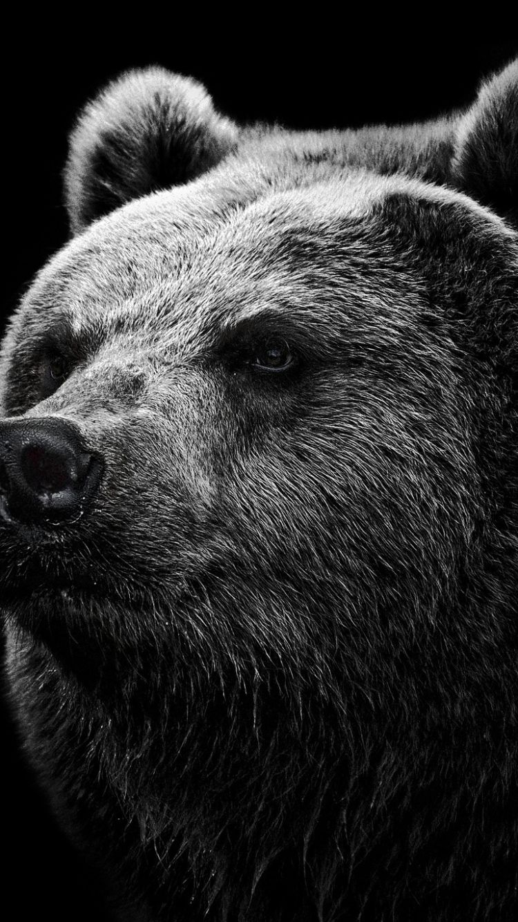 1920x1080 Bull And Bear Laptop Full HD 1080P HD 4k Wallpapers, Images,  Backgrounds, Photos and Pictures