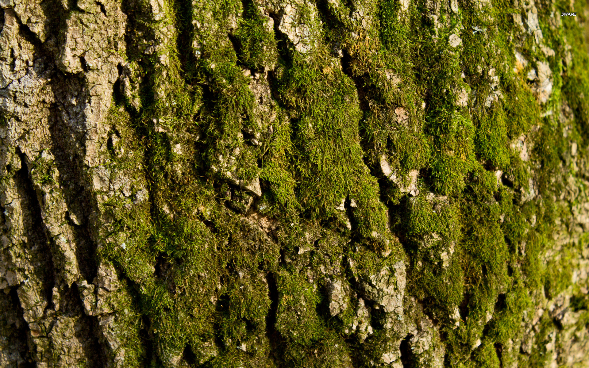 Mossy Tree Bark Wallpaper Nature