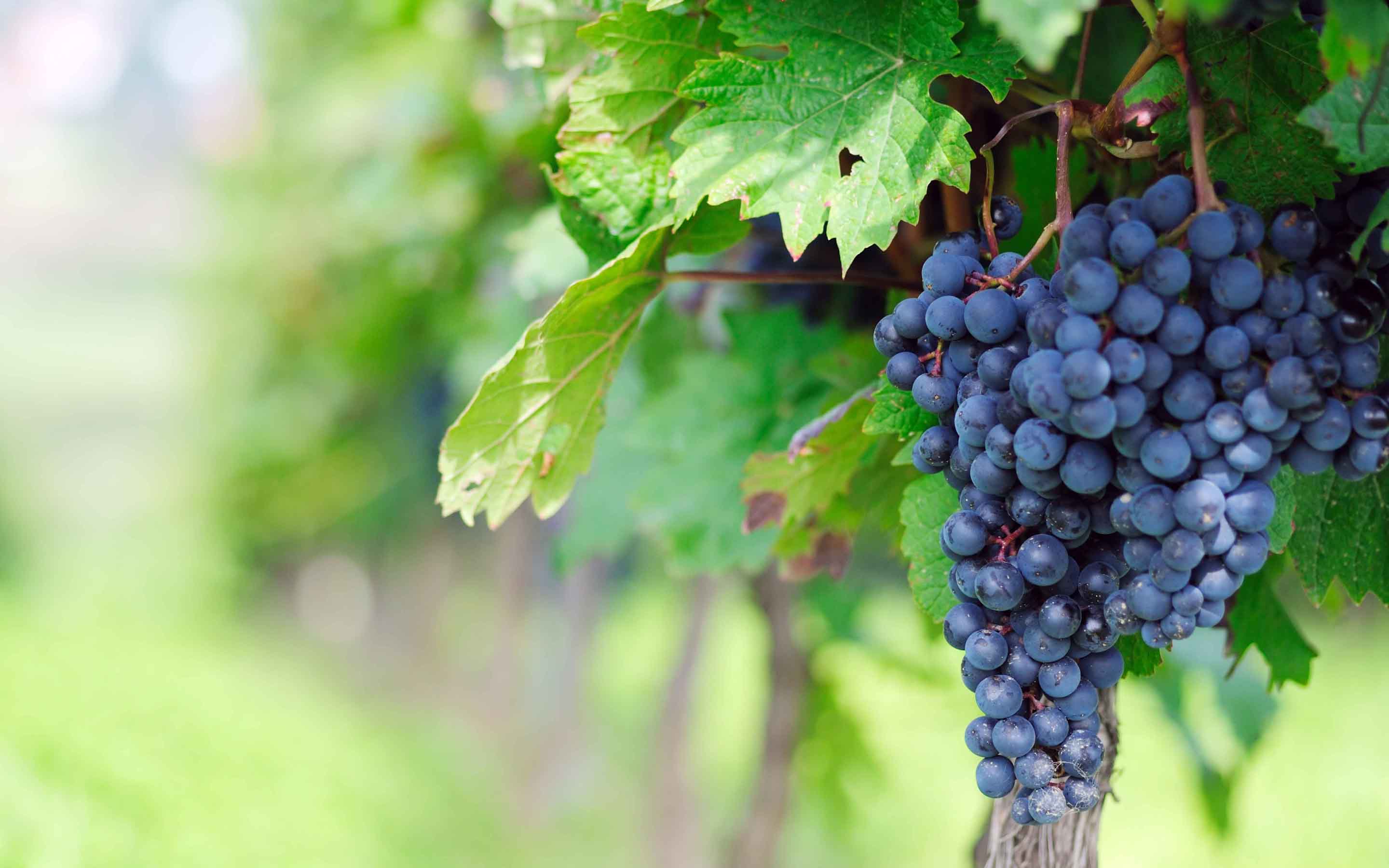 Grapes Wallpaper