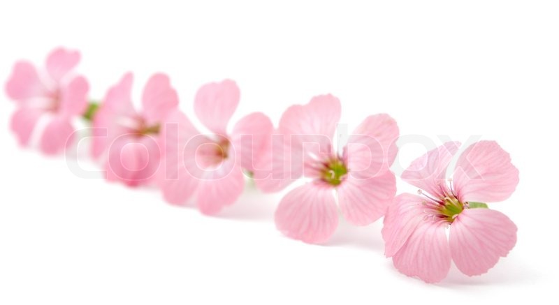 Zarten rosa Blten auf weiem Hintergrund Stock Foto Colourbox