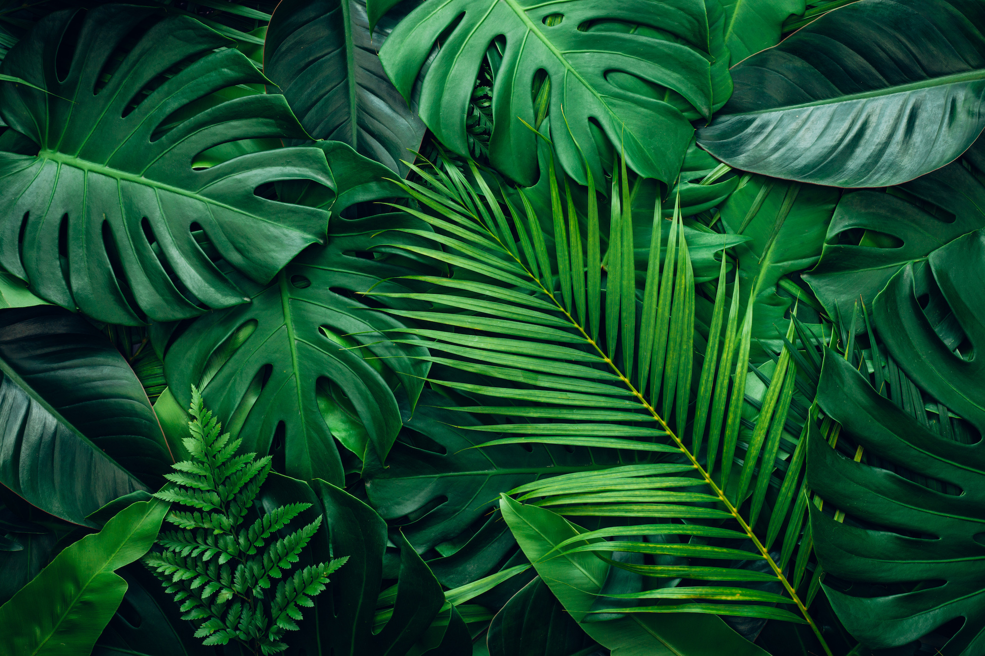 Save A Live Wallpaper From