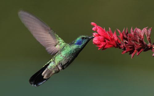 Widescreen Hummingbird Eating Nectar Wallpaper