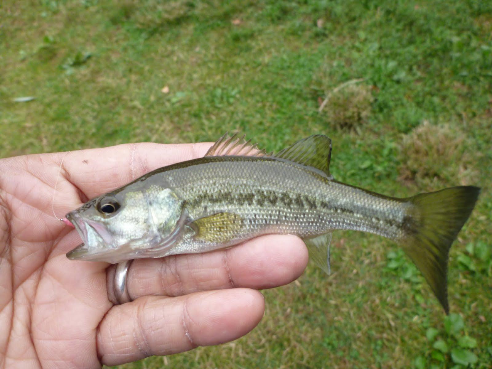 Largemouth Bass Wallpaper