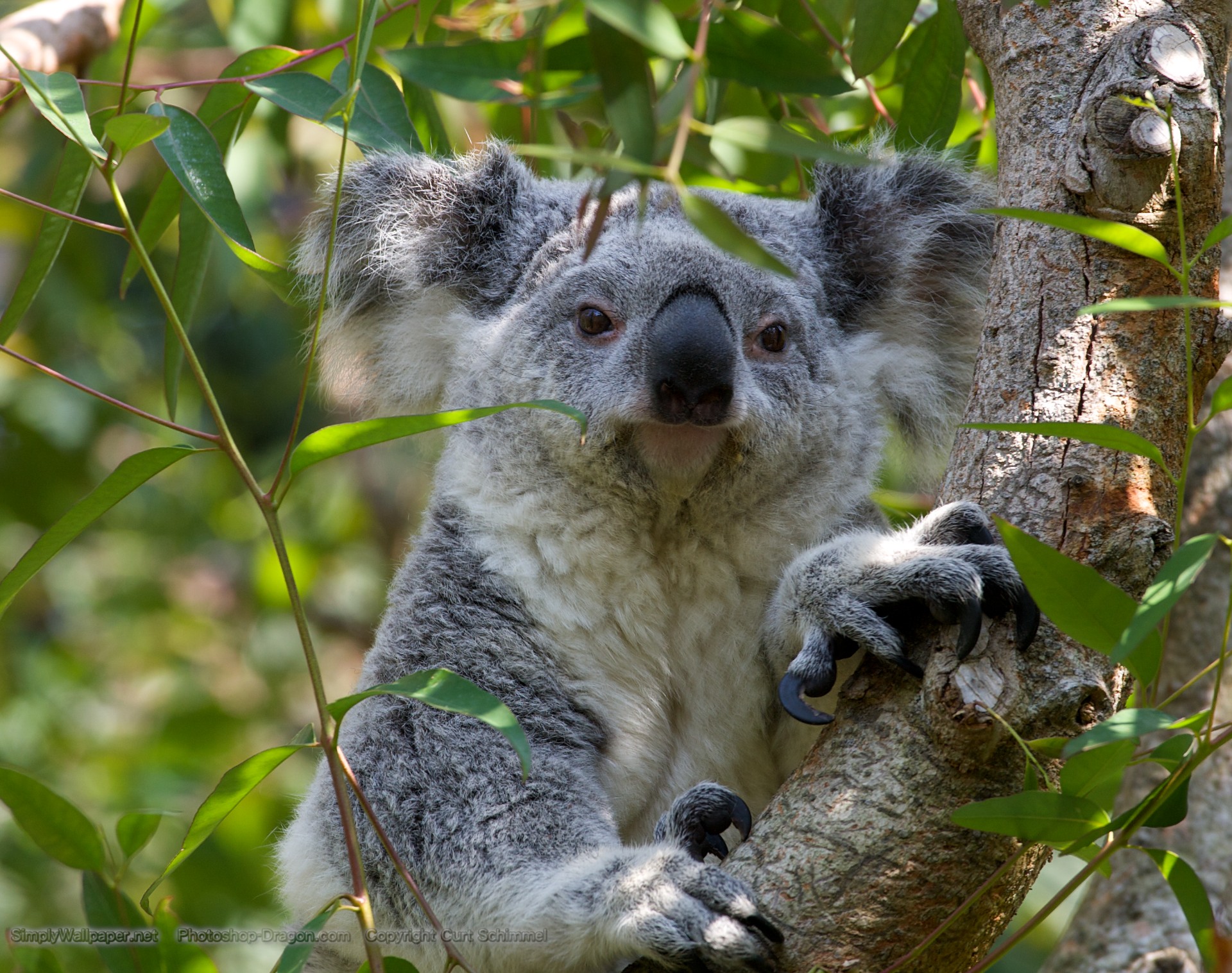 koala bear predators