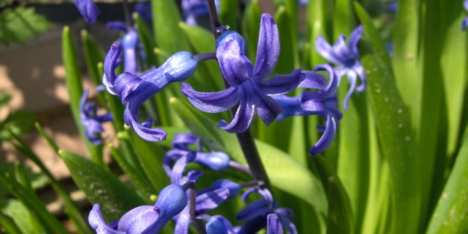 Hyacinth Wallpaper Sa