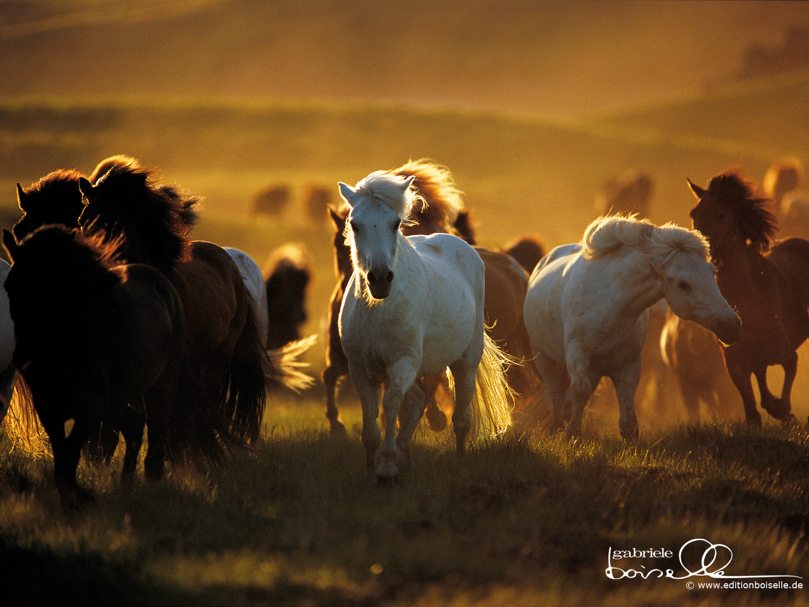 Horses Image Horse Wallpaper HD And Background Photos