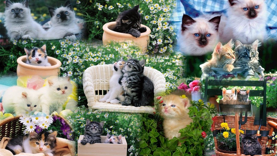 Summer Kittens Wallpaper