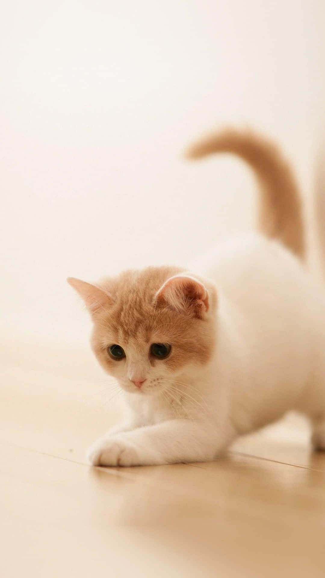 Cute Animal iPhone Wallpaper