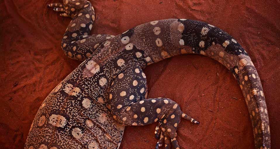Bing Images   Perentis Lizard   The tail of a perentie in Alice