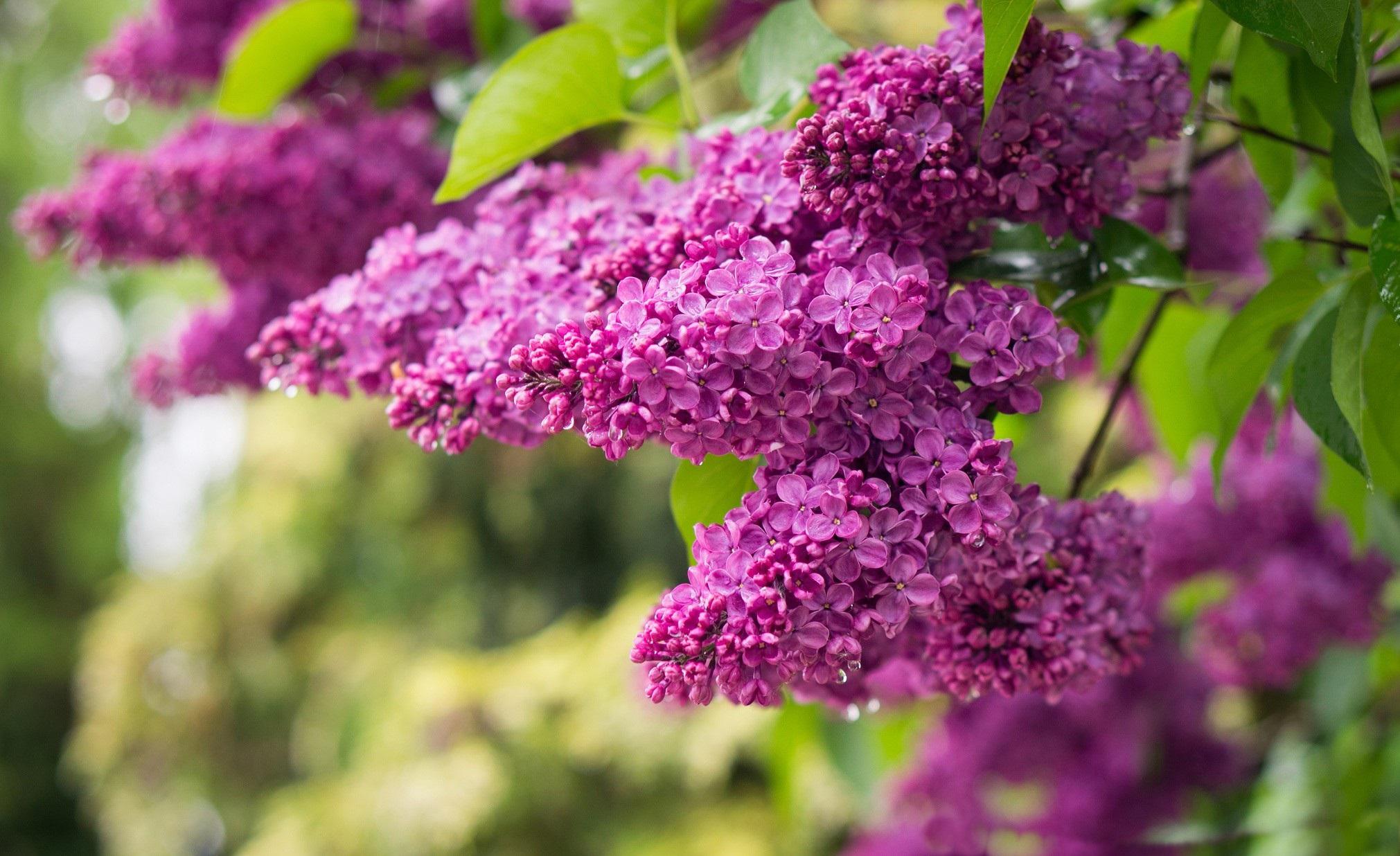 purple lilacs   101764   High Quality and Resolution Wallpapers on