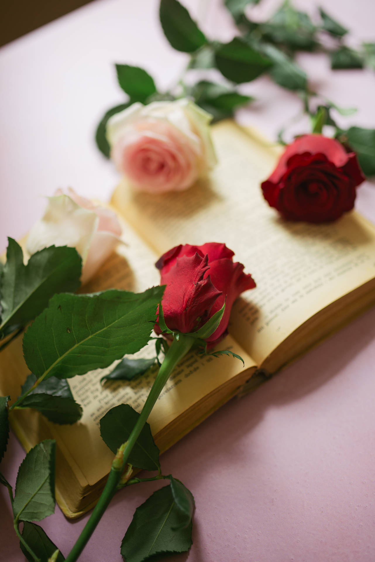 Aesthetic Rose Wallpaper