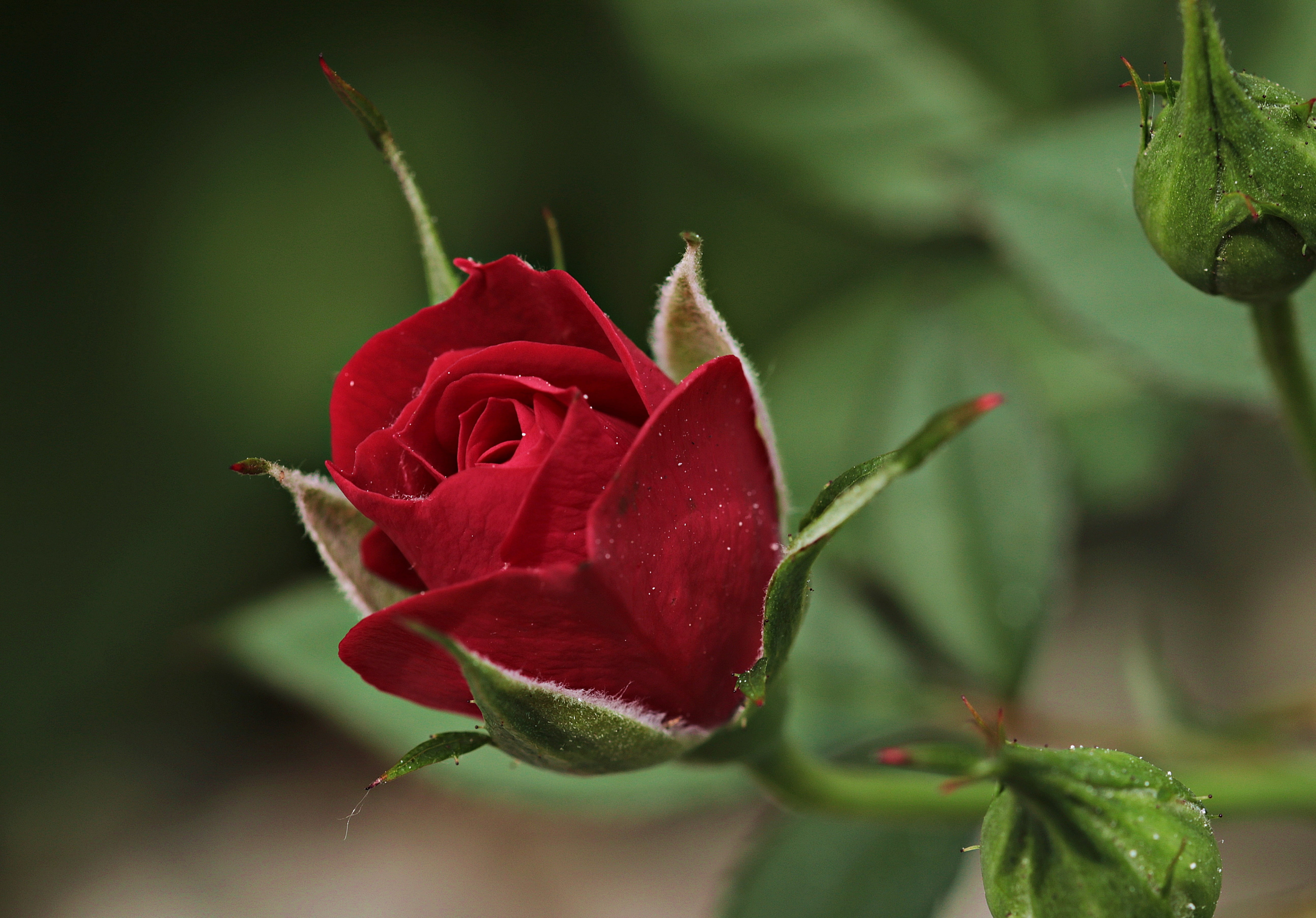 Rose Flower Information In Marathi Wikipedia Wallpaper