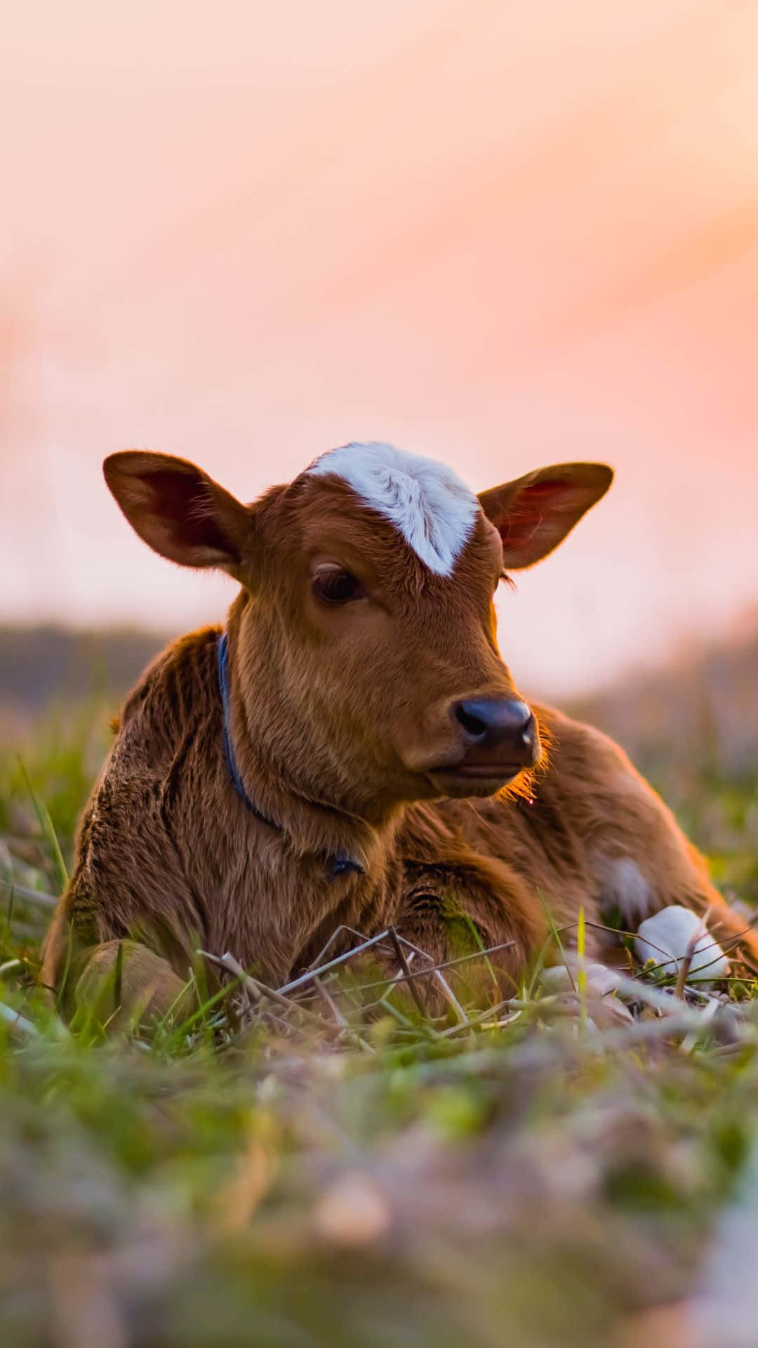 Get The New Cow iPhone For An Amazing Experience Wallpaper