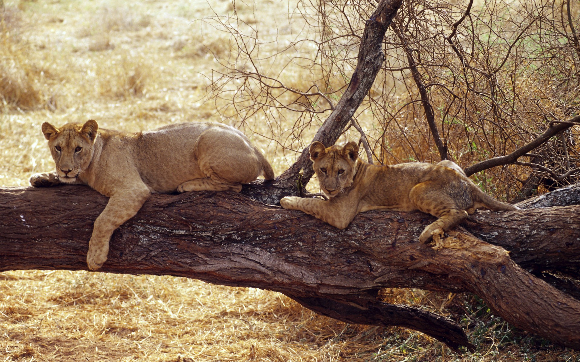 Wildlife Africa Wallpaper Lions Wild