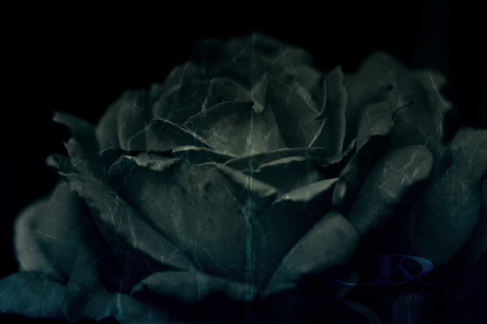 Gothic Rose Wallpaper Pictures Photos And Background