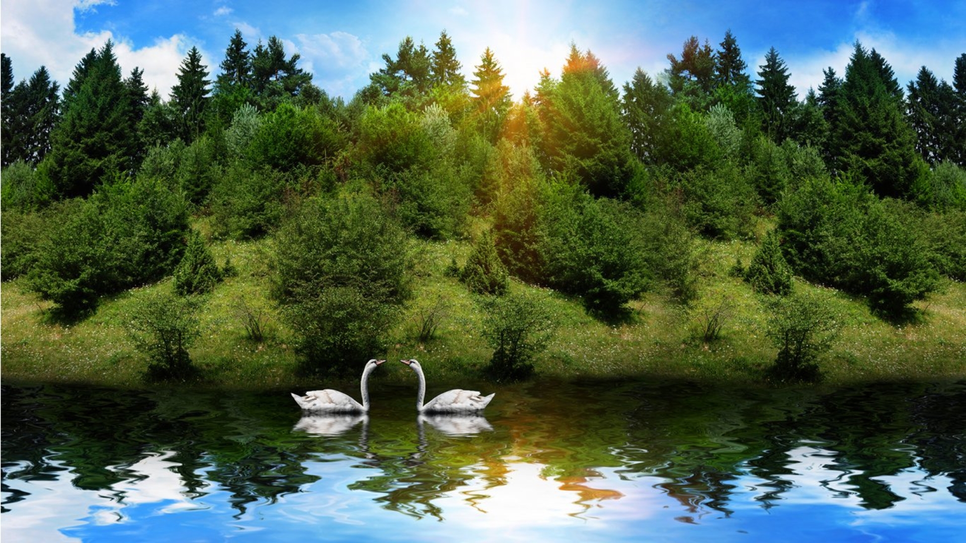 Two swans on a serene lake with a backdrop of a lush forest and a clear sky