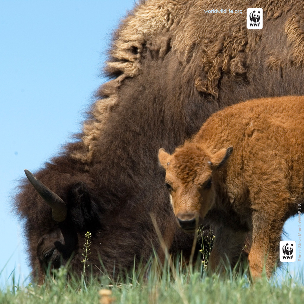 Wwf iPad Wallpaper Gallery World Wildlife Fund