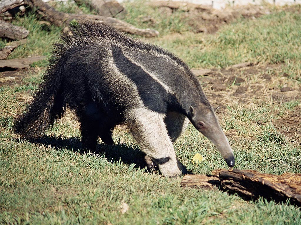 Wallpaper Anteater Pictures
