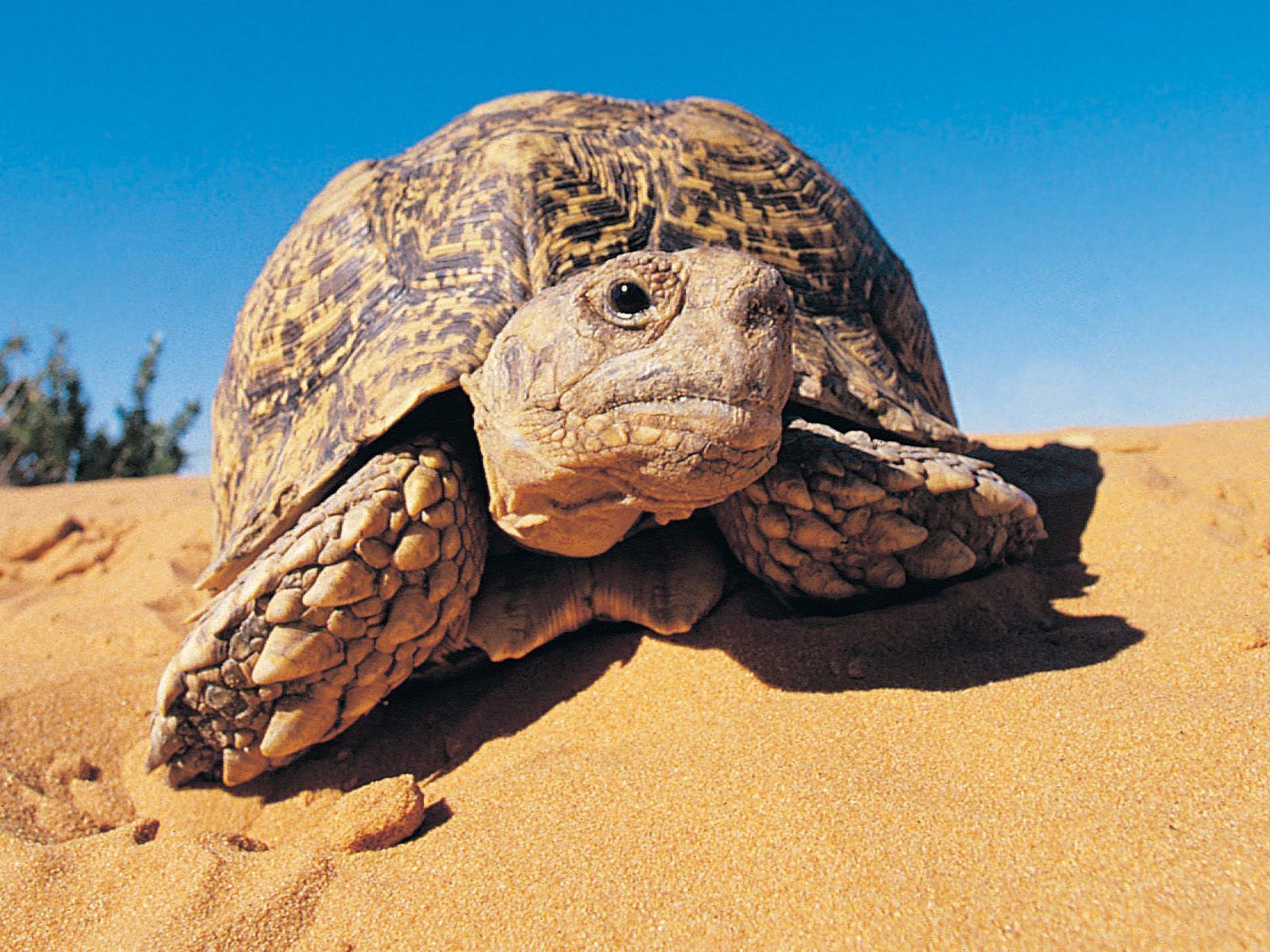 Animals Leopard Tortoise Kalahari Desert Desktop Wallpaper Nr