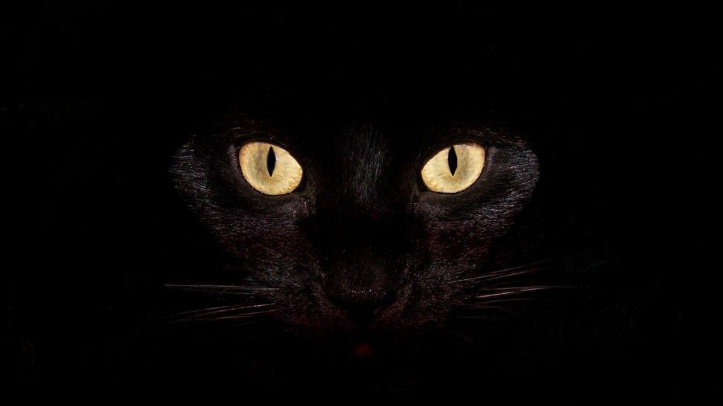 Black Cat Wallpaper for Halloween BLACK CATS in 2019 Scary 1024x576