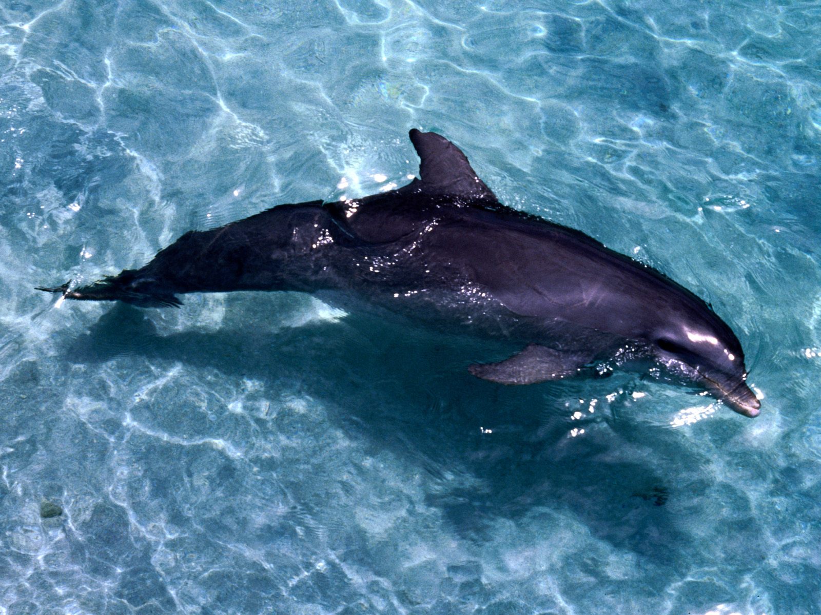 Dolphin Wallpaper In Water