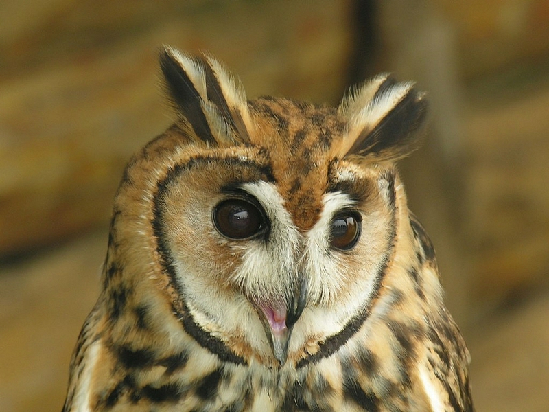 Cute Owl Animals Birds HD Desktop Wallpaper