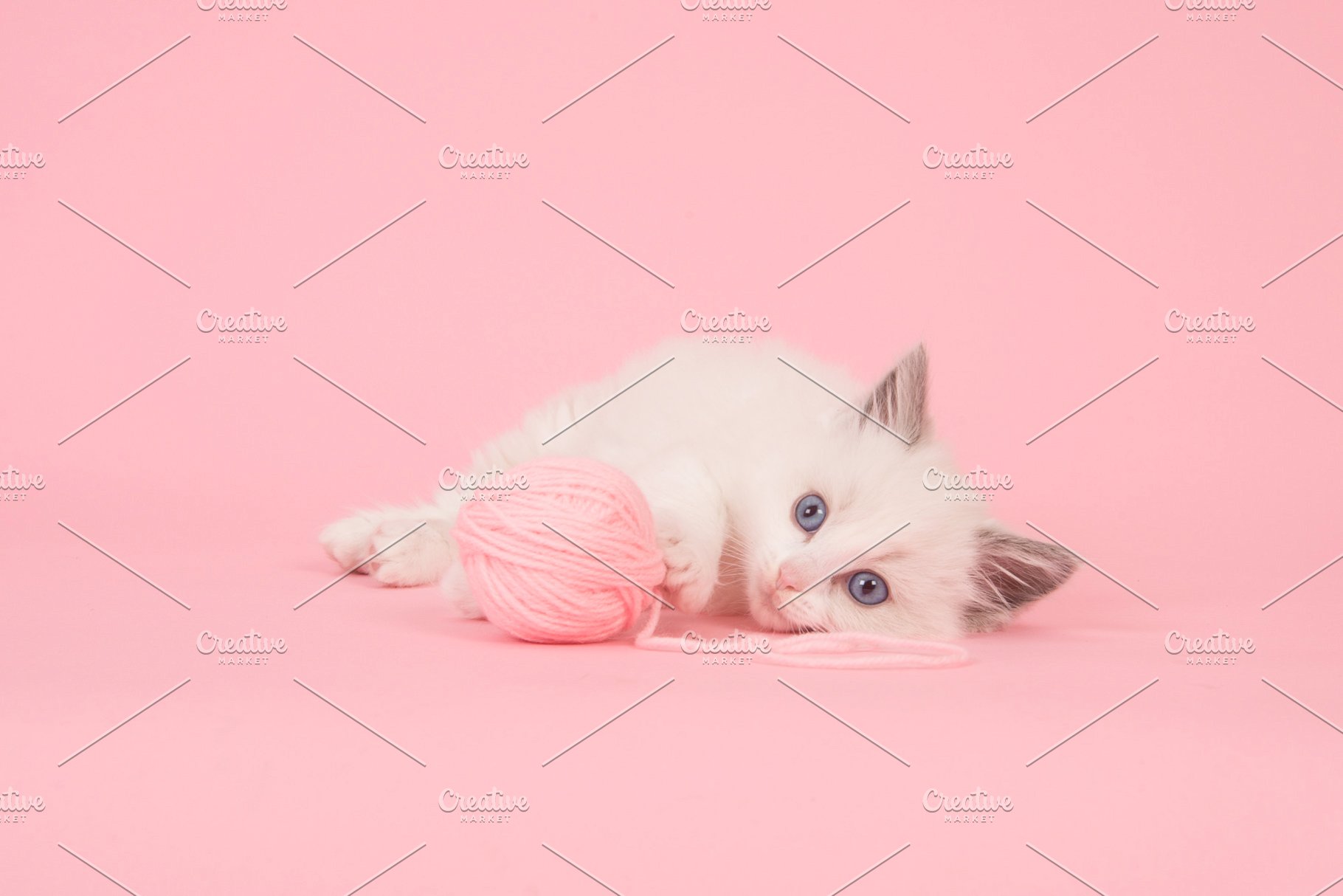 Free download Ragdoll kitten on pink background Animal Photos Creative Market [1820x1214] for