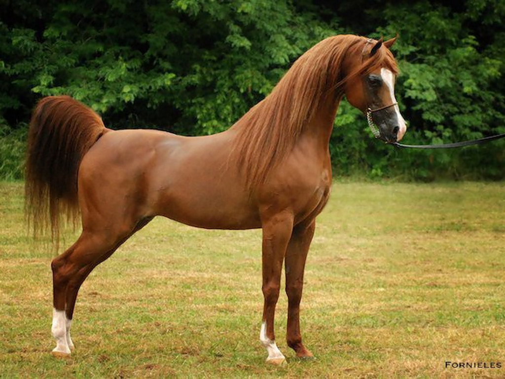 Arabian horse 1080P, 2K, 4K, 5K HD wallpapers free download | Wallpaper  Flare