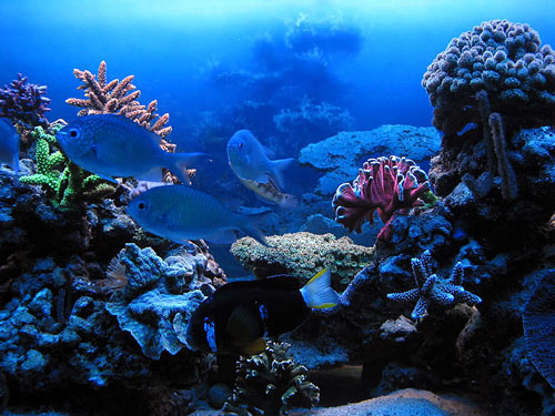 Coral Reef Wallpaper Hello Uwe Background