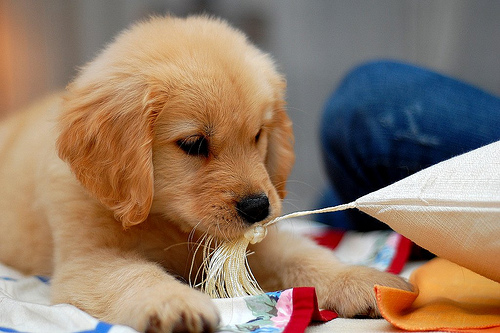 Golden Retriever Puppies For Adorable