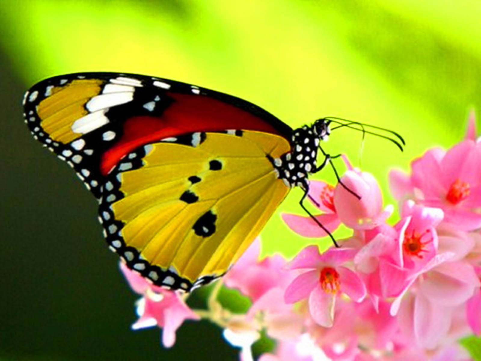 A vibrant butterfly with yellow and red wings rests on a cluster of pink flowers, showcasing the beauty of nature