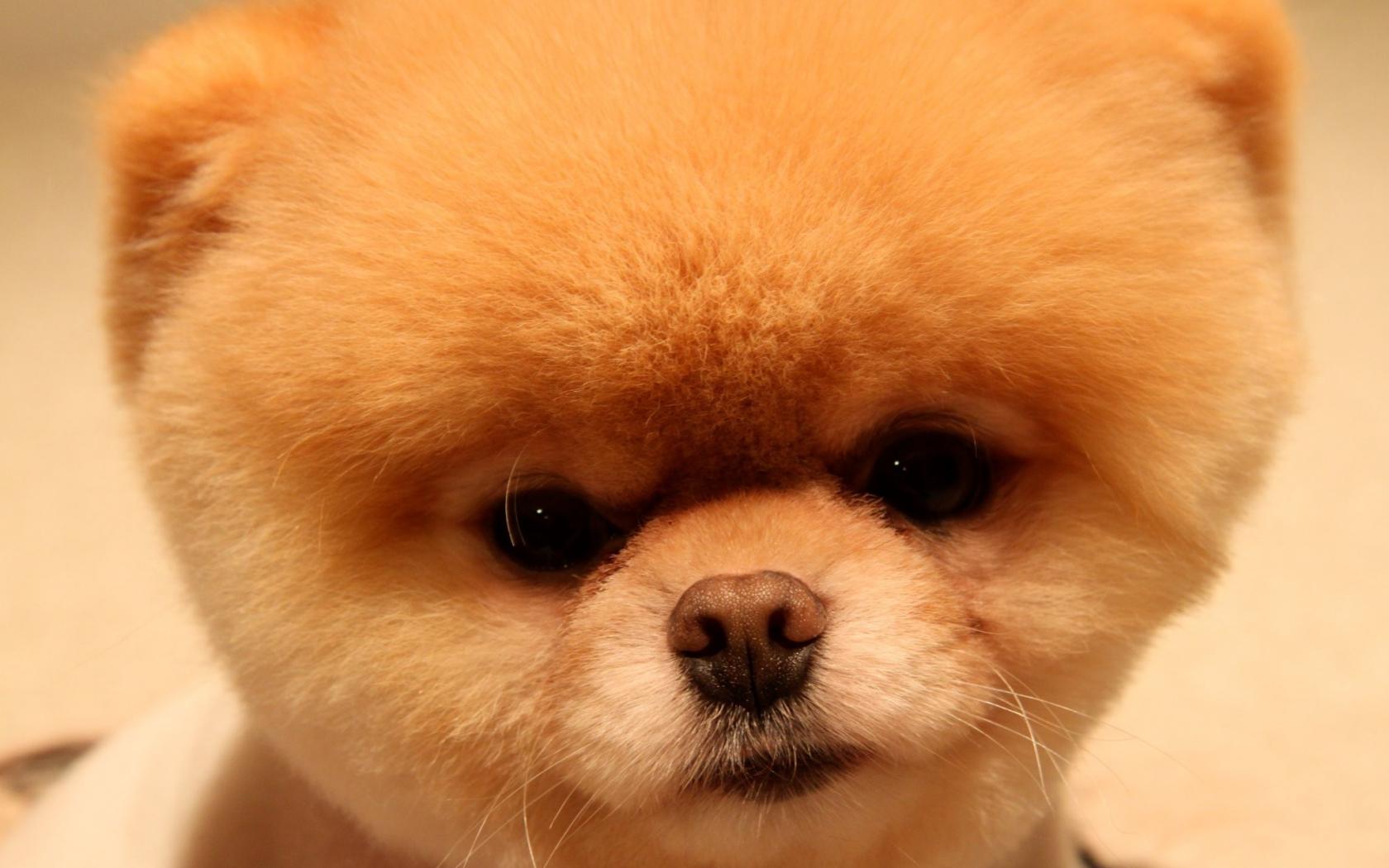 Animals Dogs Head Pets Pomeranian Boo Wallpaper