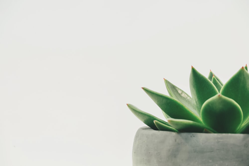 Succulent Pictures Image