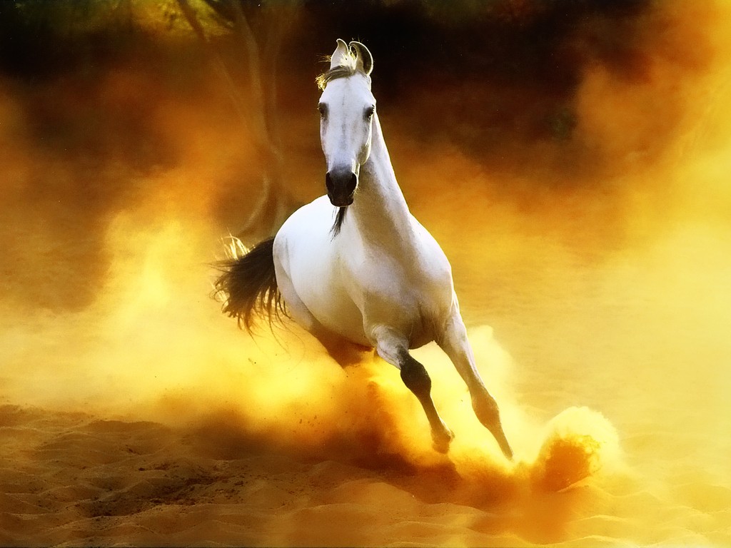Arabian Horse Wallpaper HD Background
