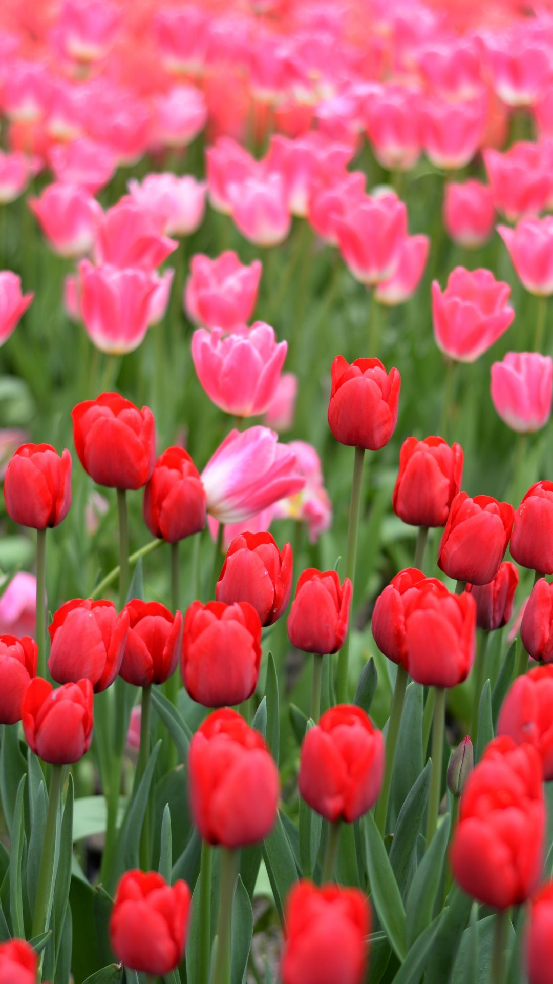 Pink and red tulips farm Wallpaper Red tulips Hd flower