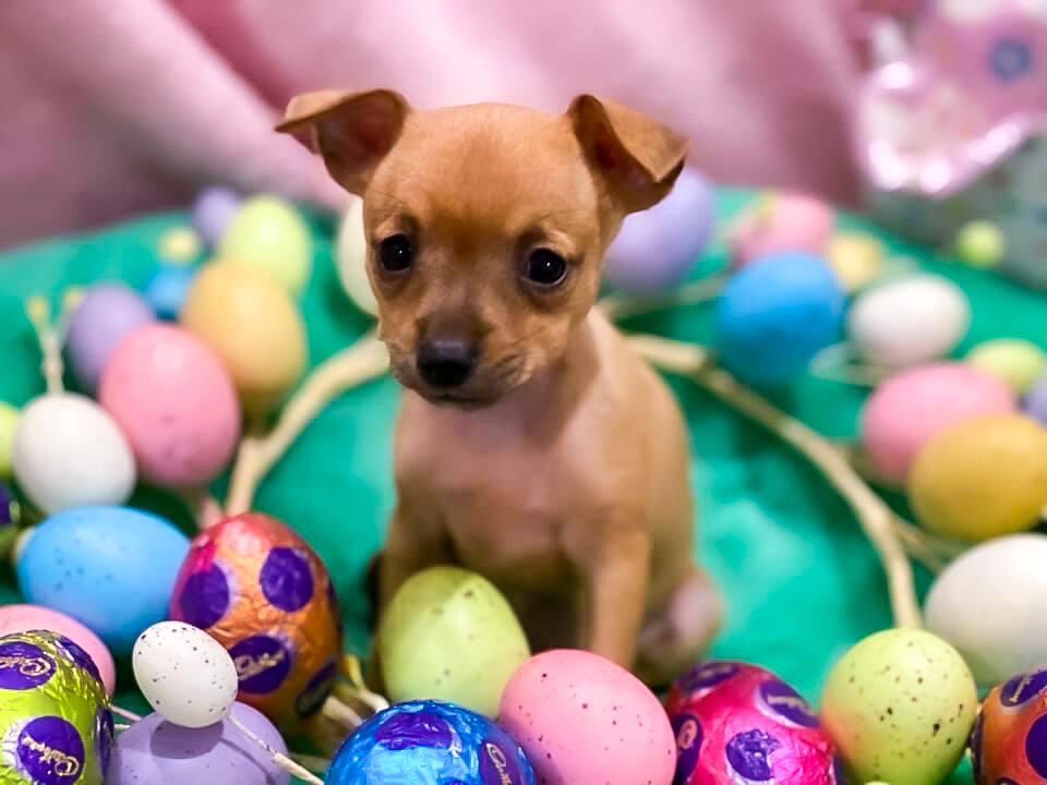 Happy Easter from us and the pups APRC