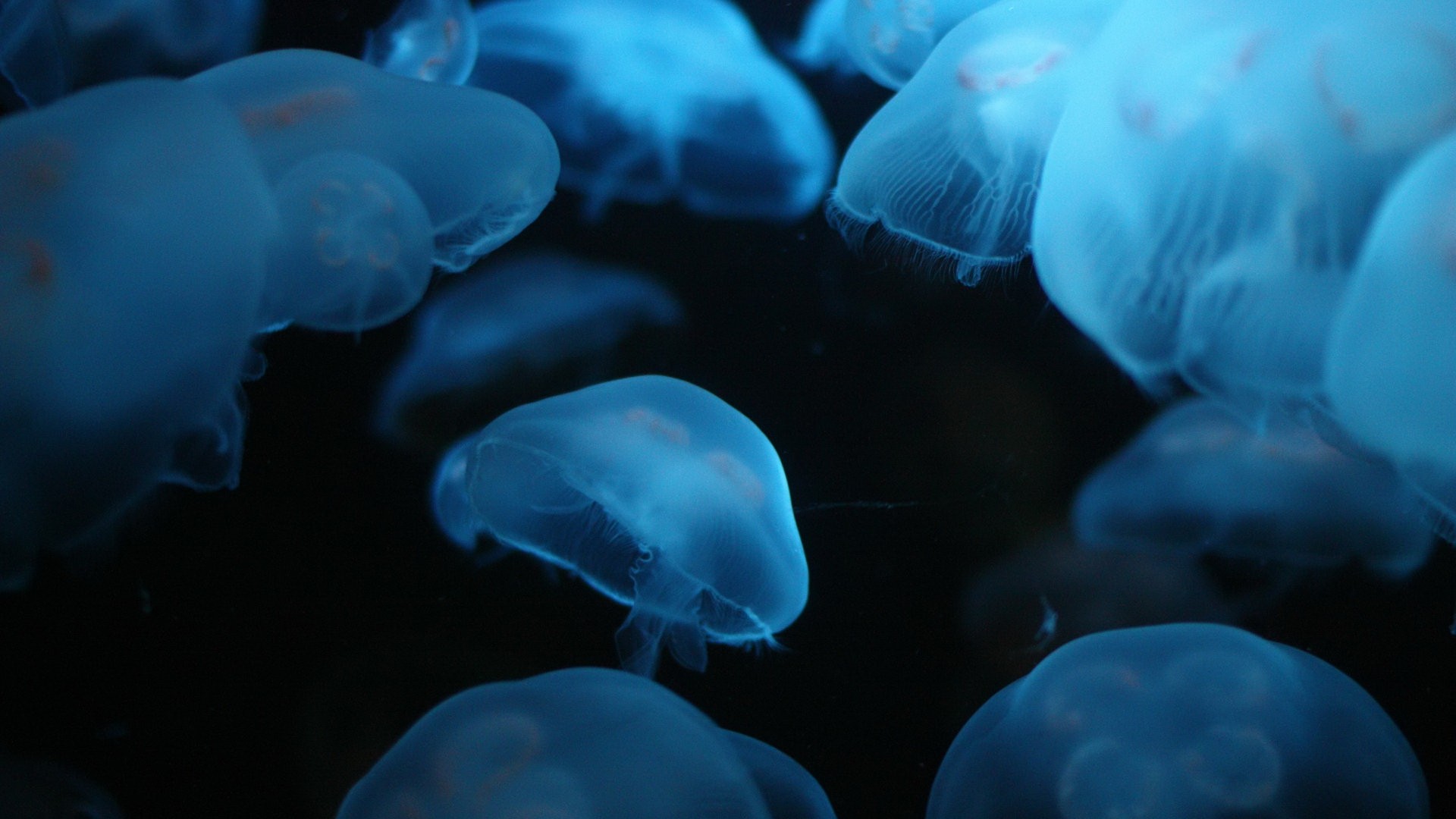 3d Jellyfish HD Live Wallpaper 1080p Underwater Collection Unique