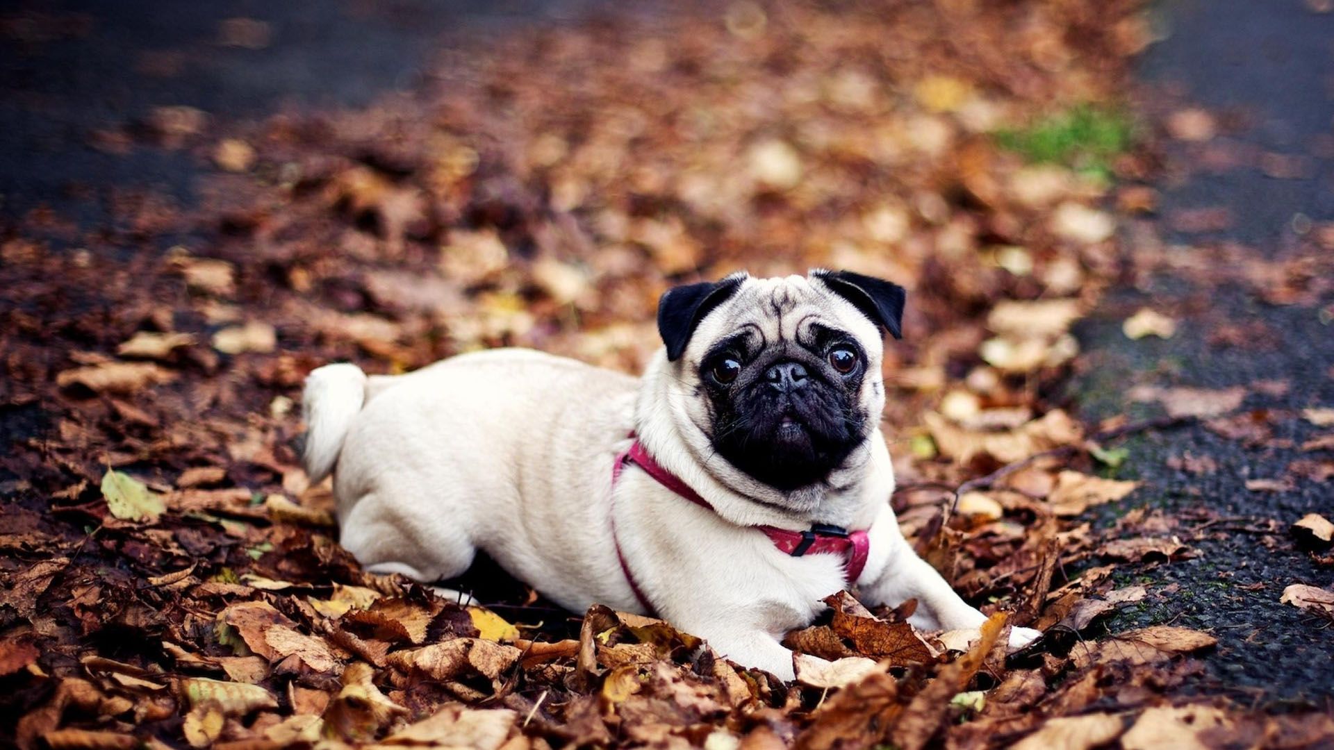 Of Pug Dog Just All New HD Wallpaper