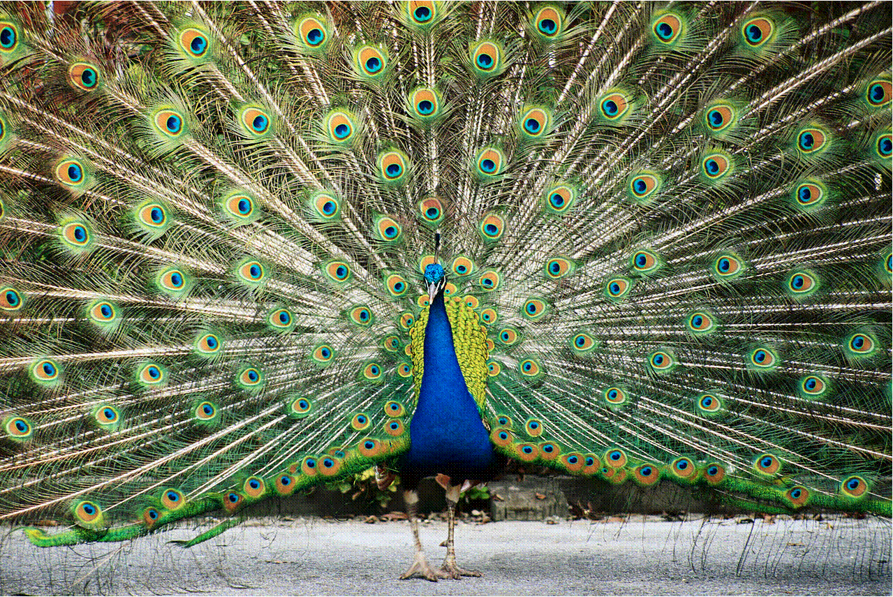 Peacock Pictures Wallpaper HD Wide