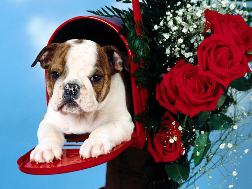Cute Christmas Puppies HD Wallpaper In Celebrations Imageci